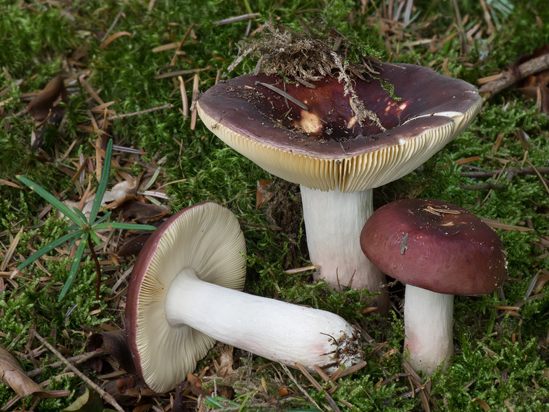 Russula badia